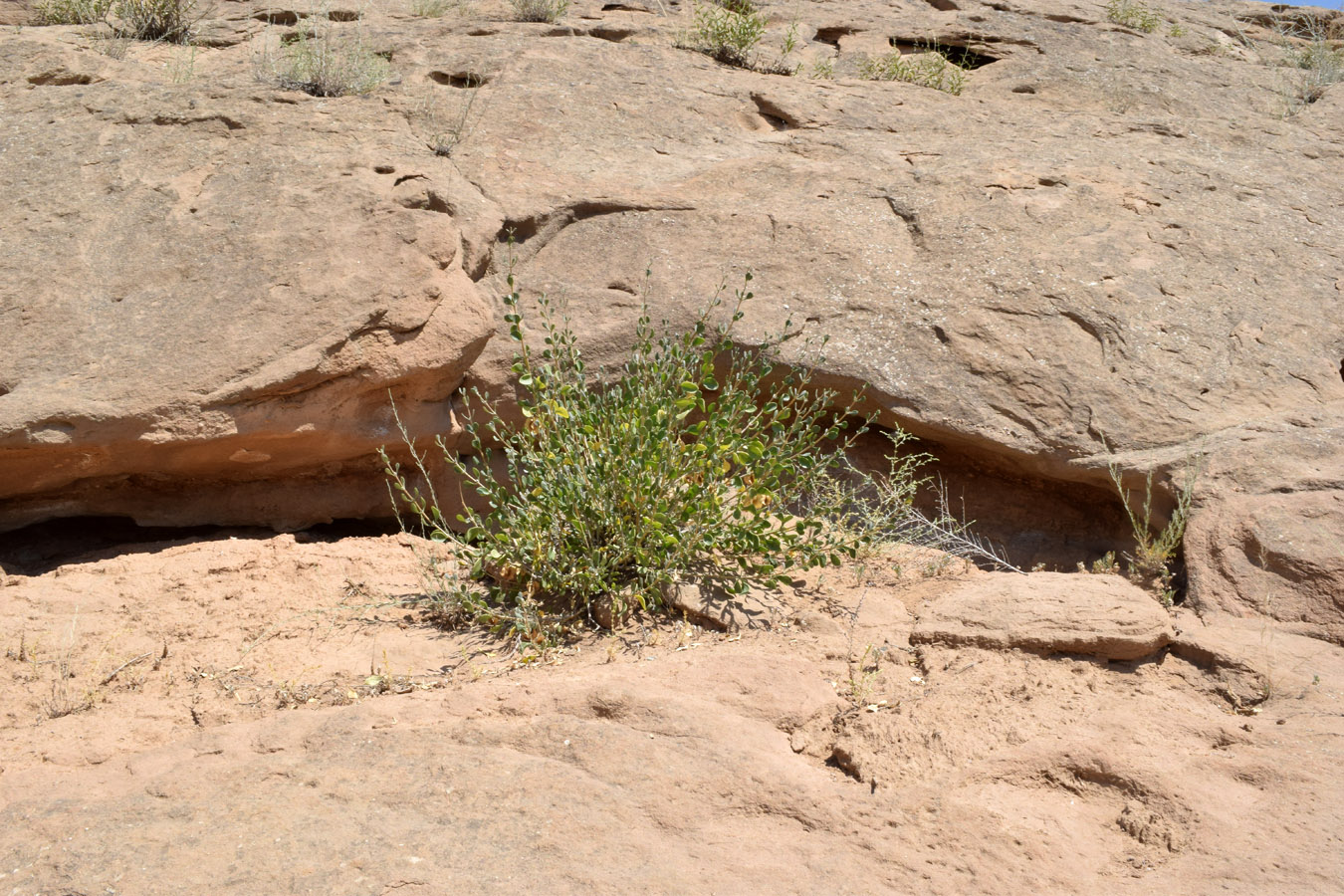 Image of Zygophyllum atriplicoides specimen.