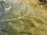 Image of taxon representative. Author is Владимир Колбинцев