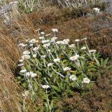 семейство Asteraceae. Цветущие растения. Новая Зеландия, р-н Уаикато, национальный парк \"Tongariro\". 22.12.2013.