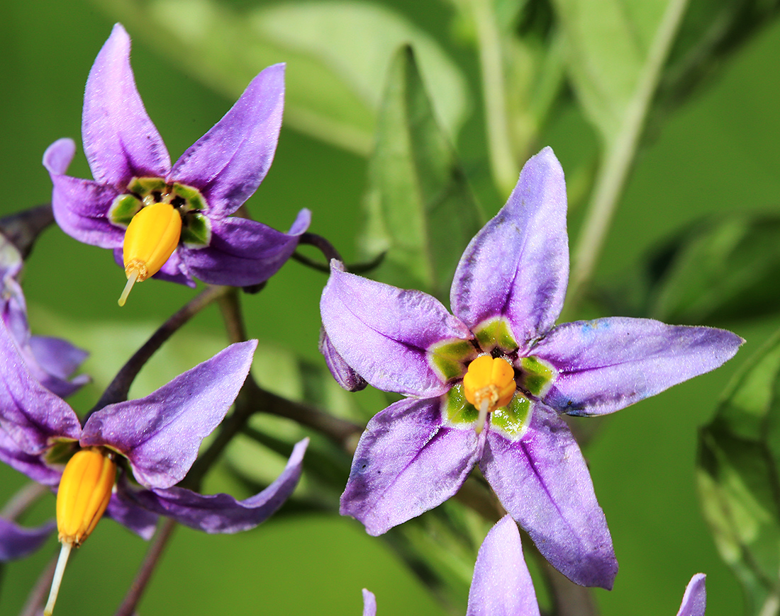 Изображение особи Solanum dulcamara.