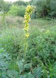 Verbascum nigrum