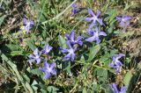 Vinca herbacea. Побеги с цветками. Крым, Караларский природный парк, окр. бухты Коровья, степь. 07.05.2021.