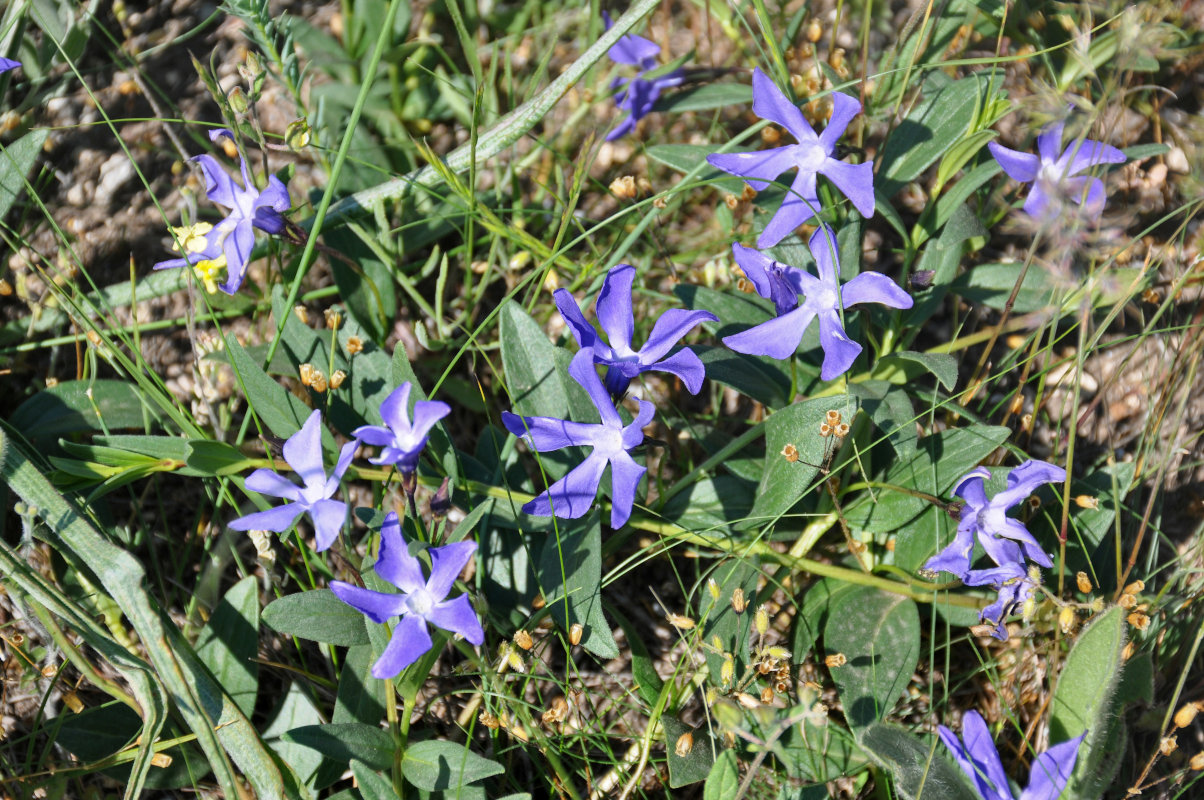 Image of Vinca herbacea specimen.