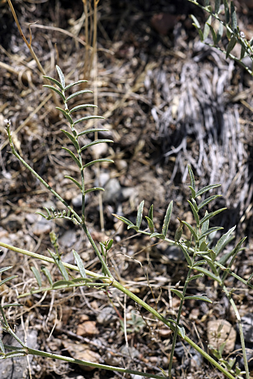 Изображение особи род Astragalus.