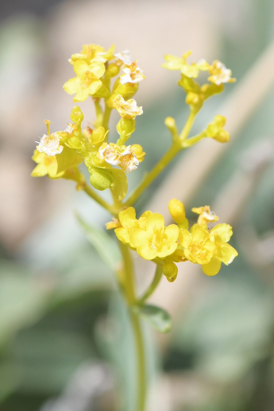 Image of Patrinia intermedia specimen.