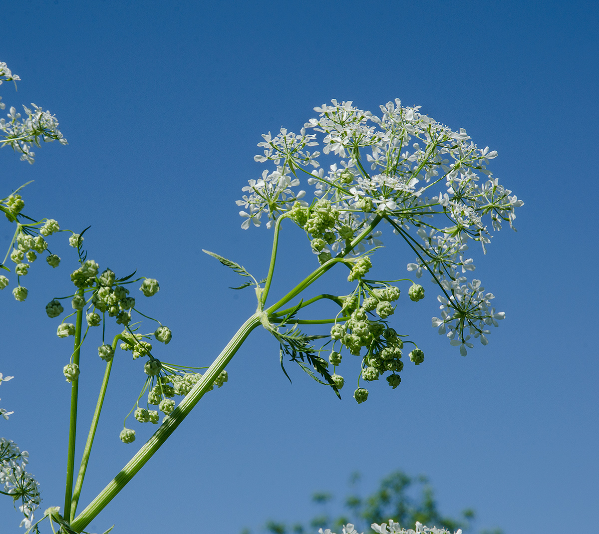 Изображение особи Anthriscus sylvestris.