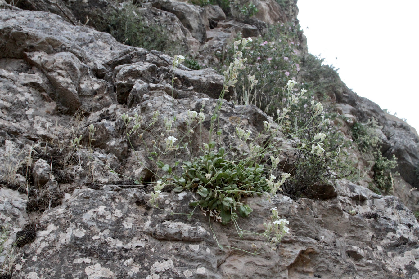 Image of Silene michelsonii specimen.