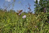 Aster maackii