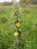 Verbascum densiflorum