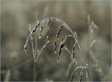 Festuca pratensis. Зрелое соплодие в утреннем инее. Московская обл., Раменский р-н, окр. ж.-д. платформы Хрипань, залежь. 21.09.2014.