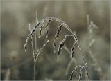 Festuca pratensis