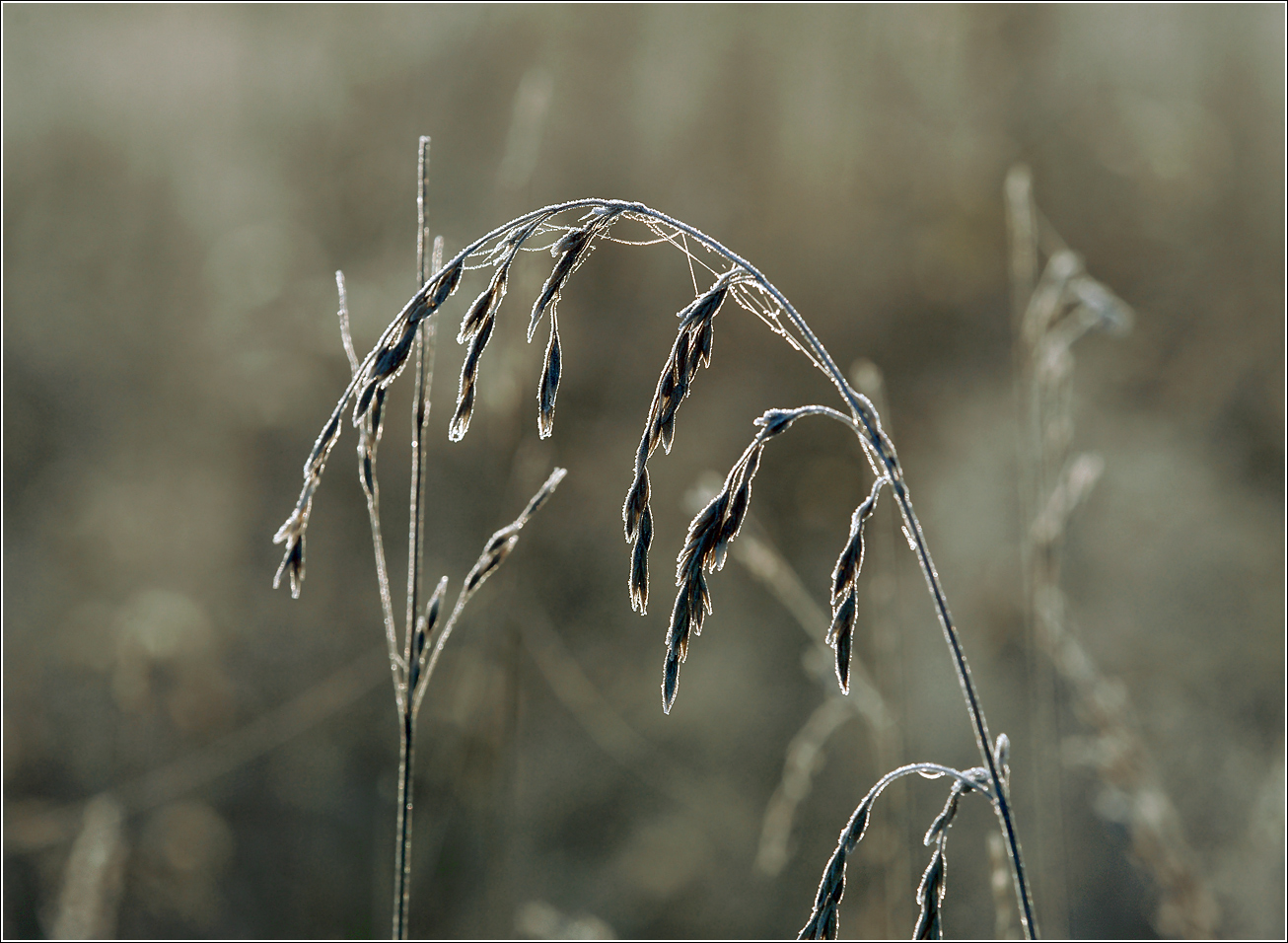 Изображение особи Festuca pratensis.