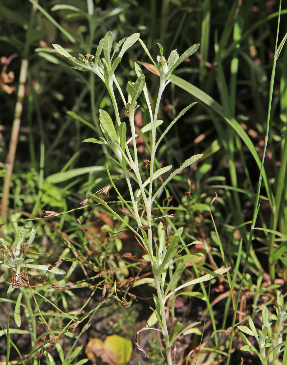 Изображение особи Gnaphalium uliginosum.