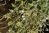 Micromeria serpyllifolia