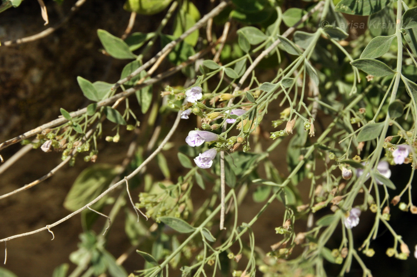 Изображение особи Micromeria serpyllifolia.