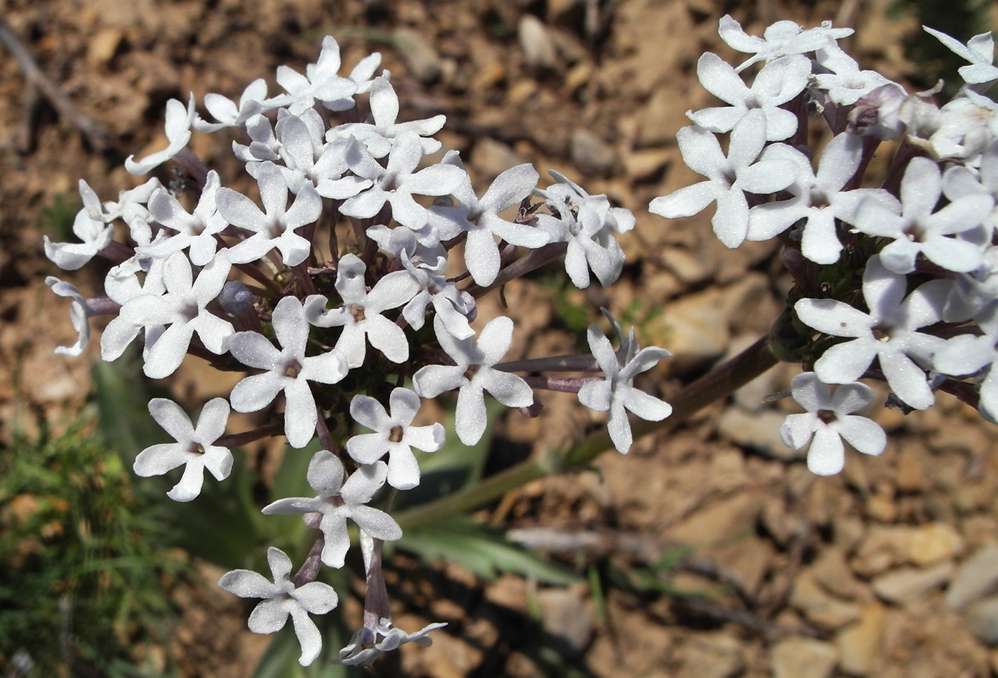 Image of Valeriana chionophila specimen.