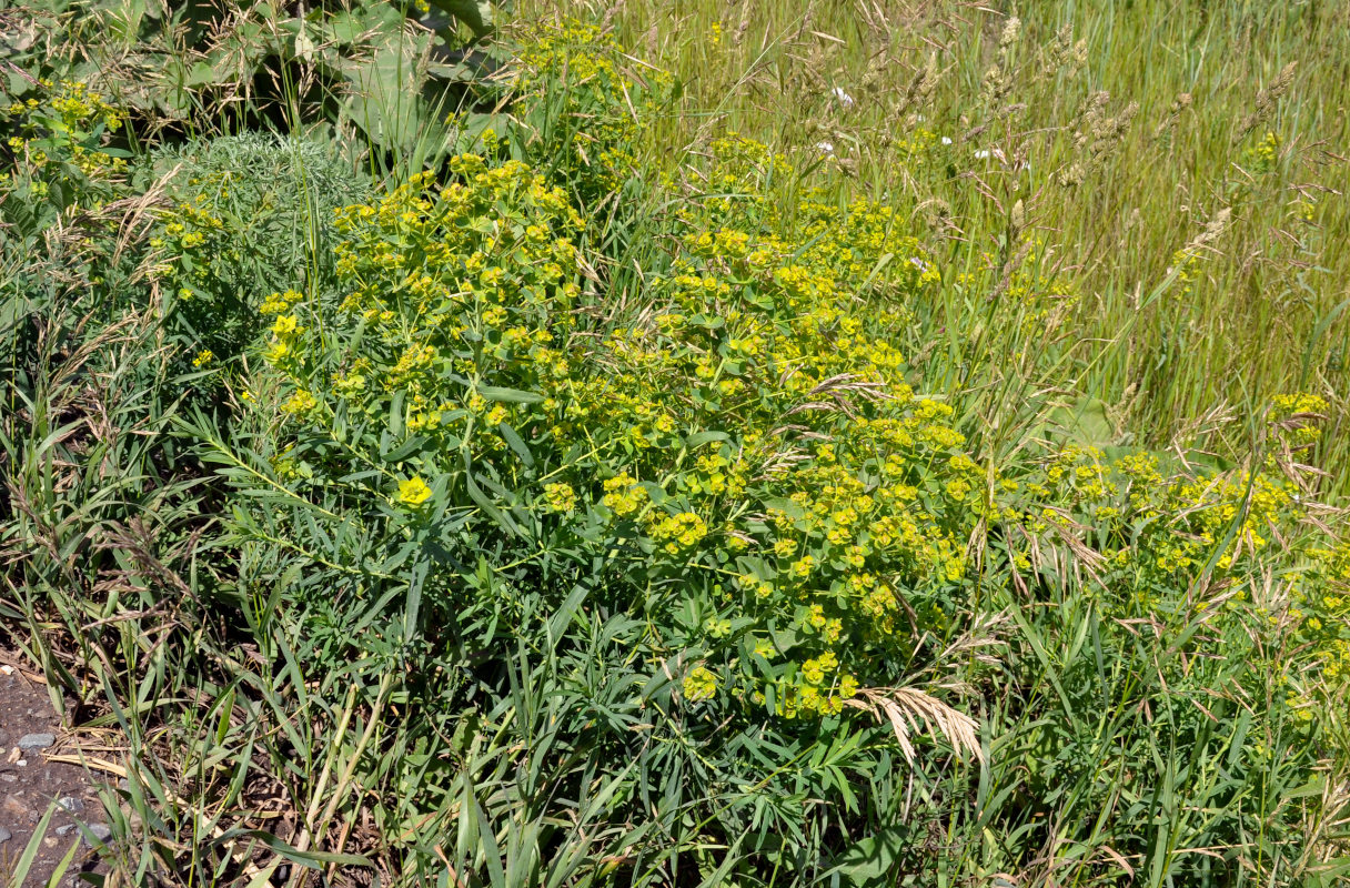 Изображение особи Euphorbia virgata.