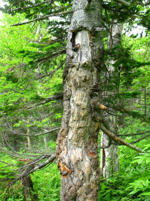 Image of Abies gracilis specimen.