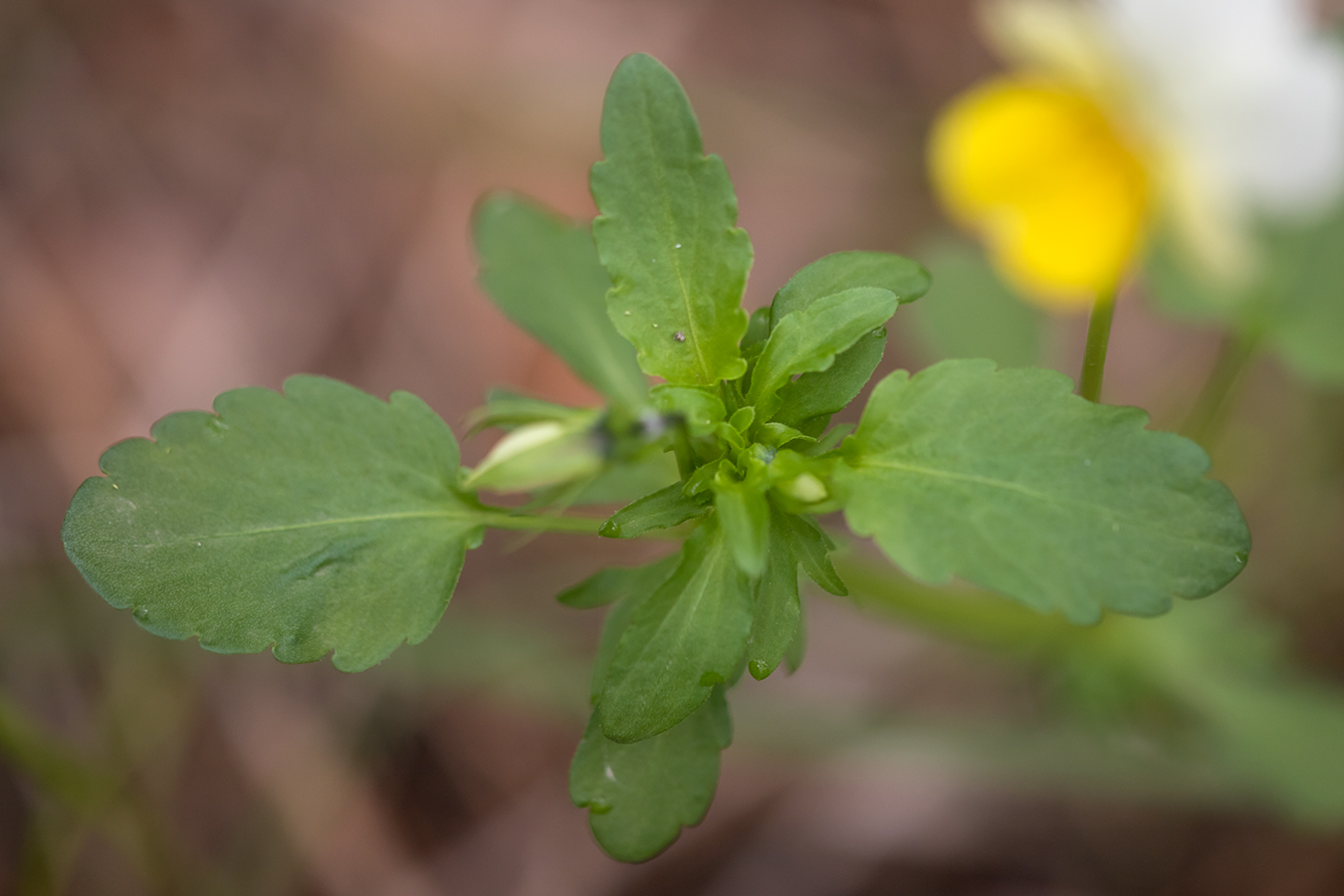 Image of genus Viola specimen.