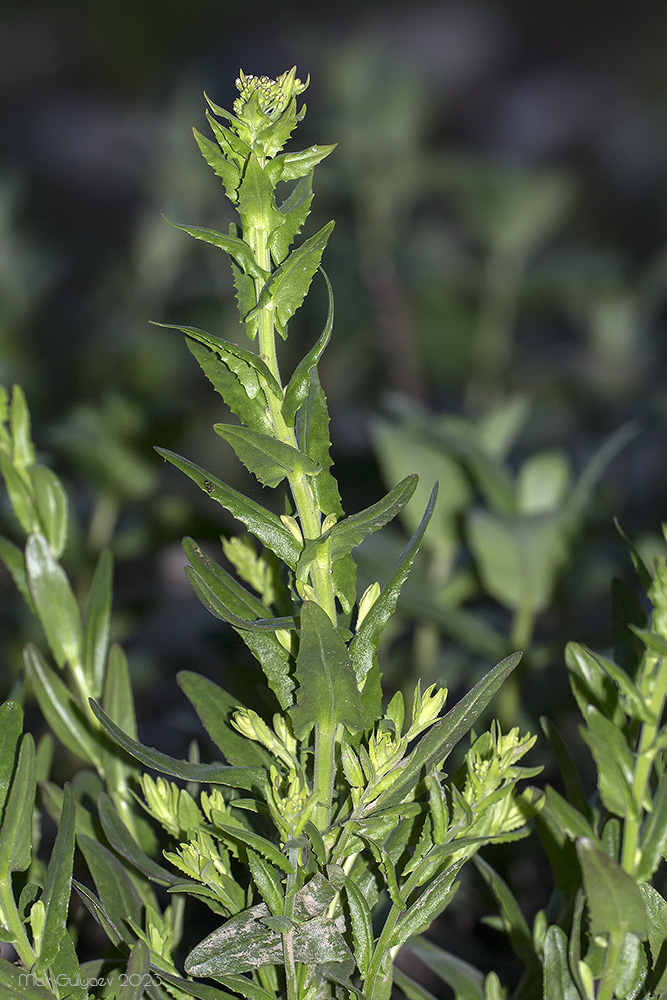 Изображение особи Lepidium campestre.