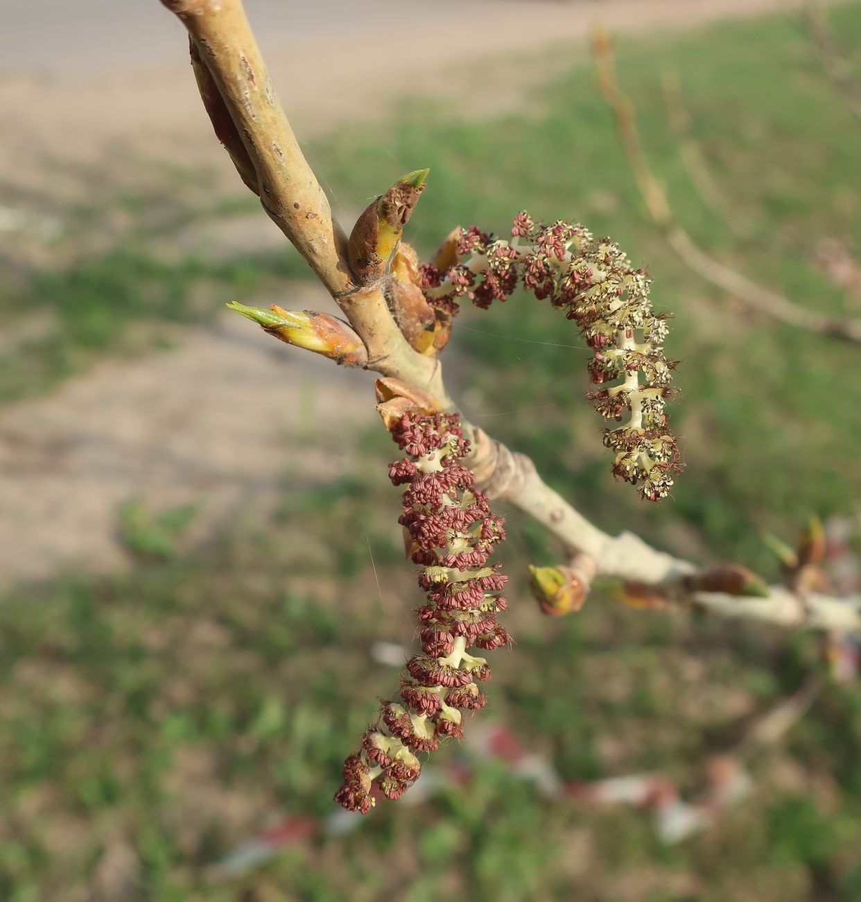 Image of genus Populus specimen.