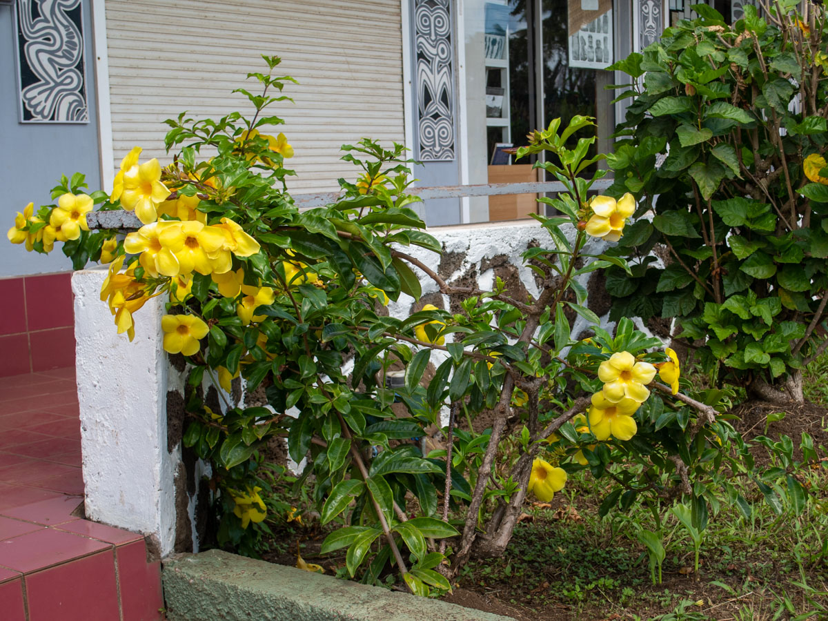 Image of Allamanda schottii specimen.