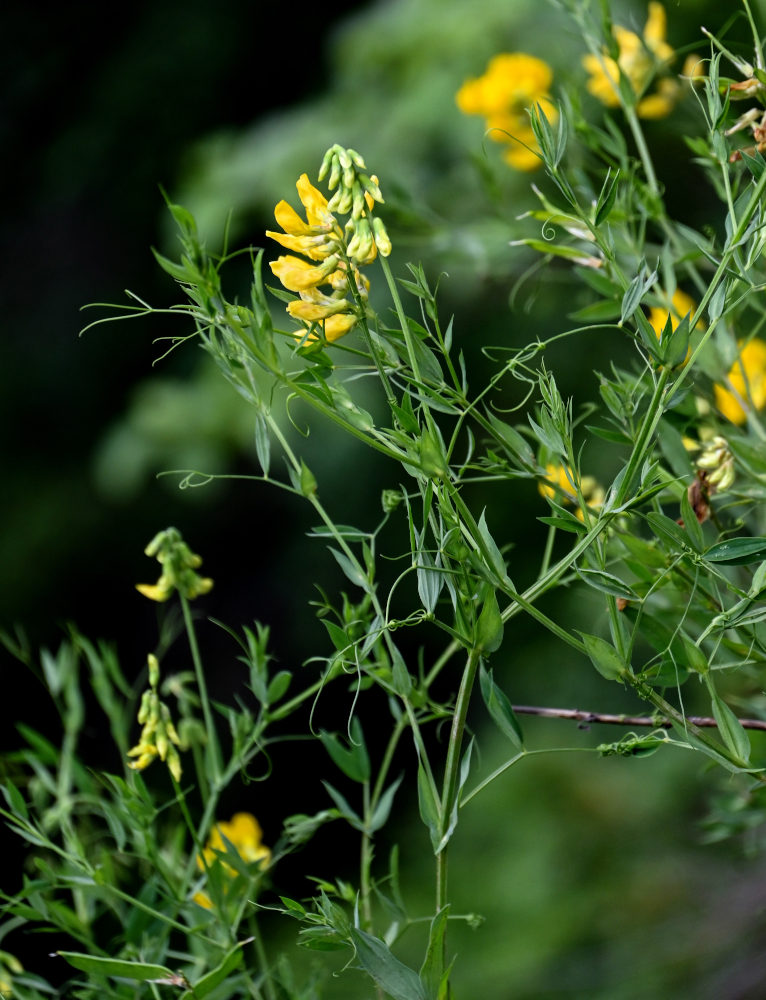 Изображение особи Lathyrus pratensis.