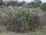 Lepidium obtusum. Цветущие растения. Узбекистан, Ферганская обл., 5 км СЗ г. Коканд, Кокандские пески, закреплённые пески. 18 мая 2023 г.