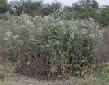 Lepidium obtusum