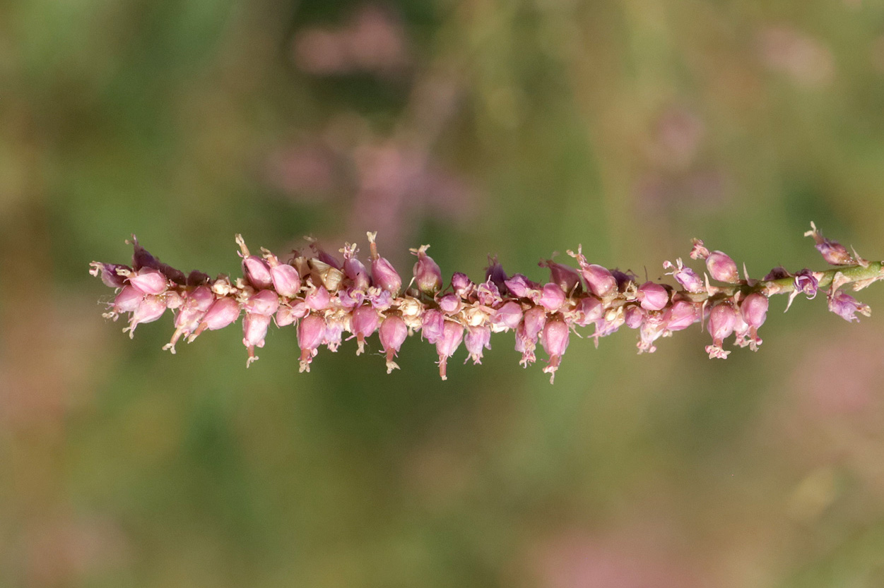 Image of Tamarix ramosissima specimen.