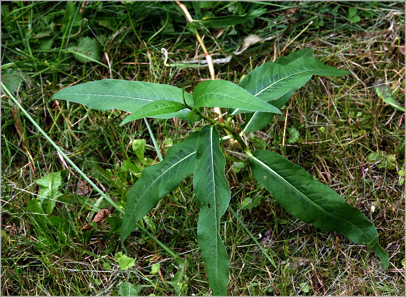 Image of Persicaria amphibia specimen.