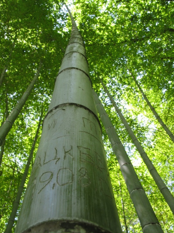 Изображение особи Phyllostachys pubescens.