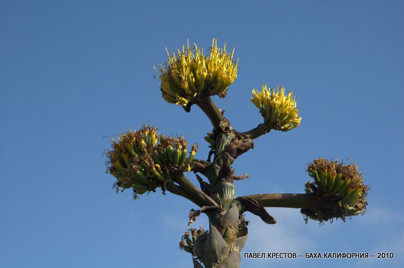 Изображение особи Agave shawii.