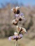 Limonium suffruticosum. Соцветие с цветками и плодами. Крым, Красноперекопский р-н, окр. с. Богачёвка, побережье оз. Айгульское, солончак. 17 сентября 2023 г.
