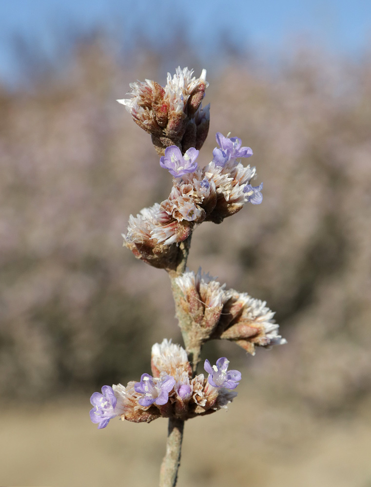 Image of Limonium suffruticosum specimen.