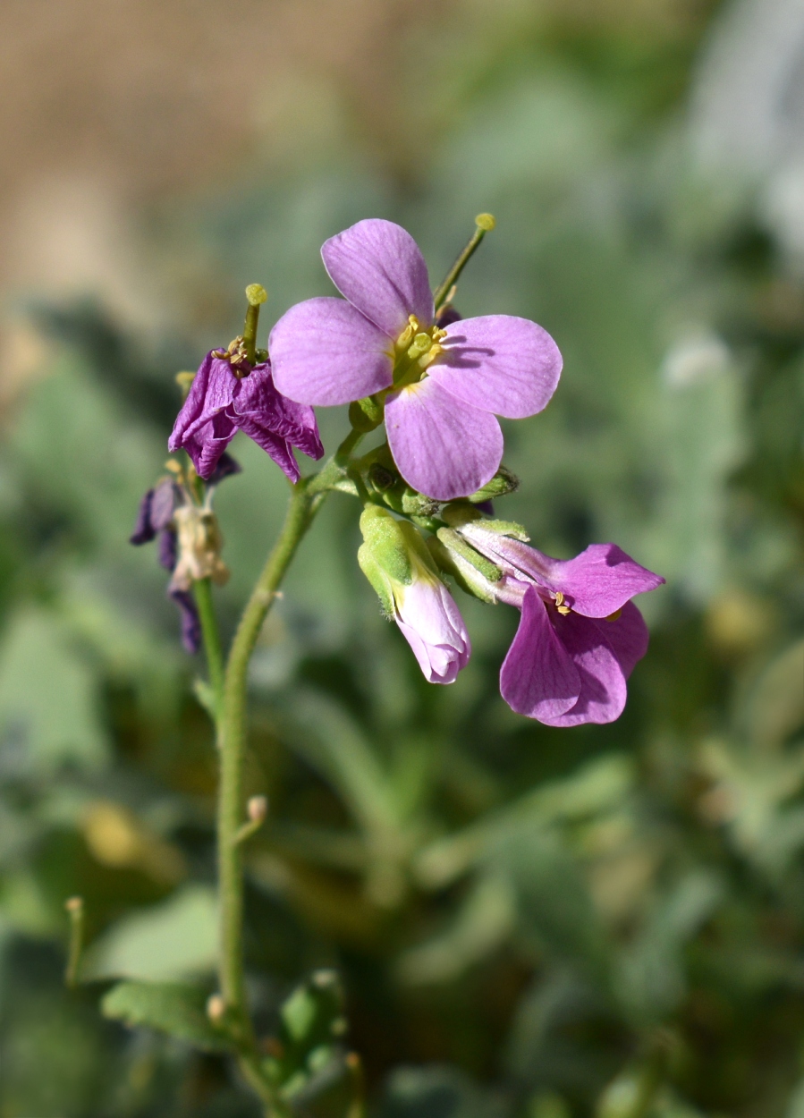 Изображение особи род Arabis.