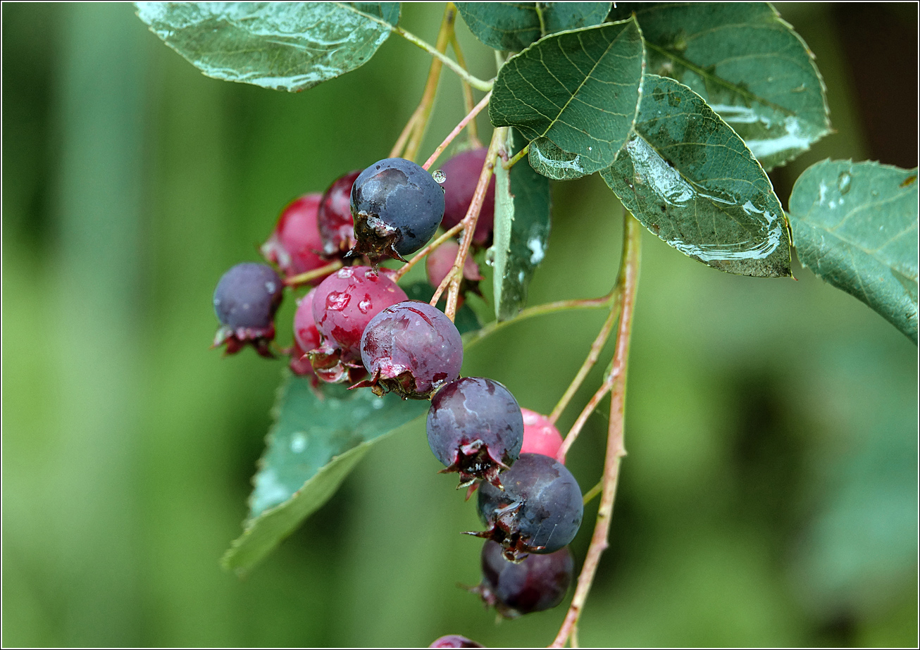 Image of Amelanchier spicata specimen.