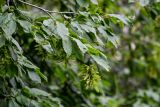 Carpinus betulus