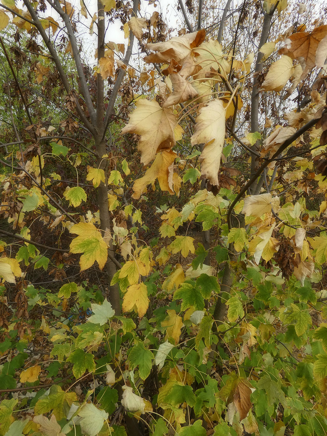 Image of Acer pseudoplatanus specimen.