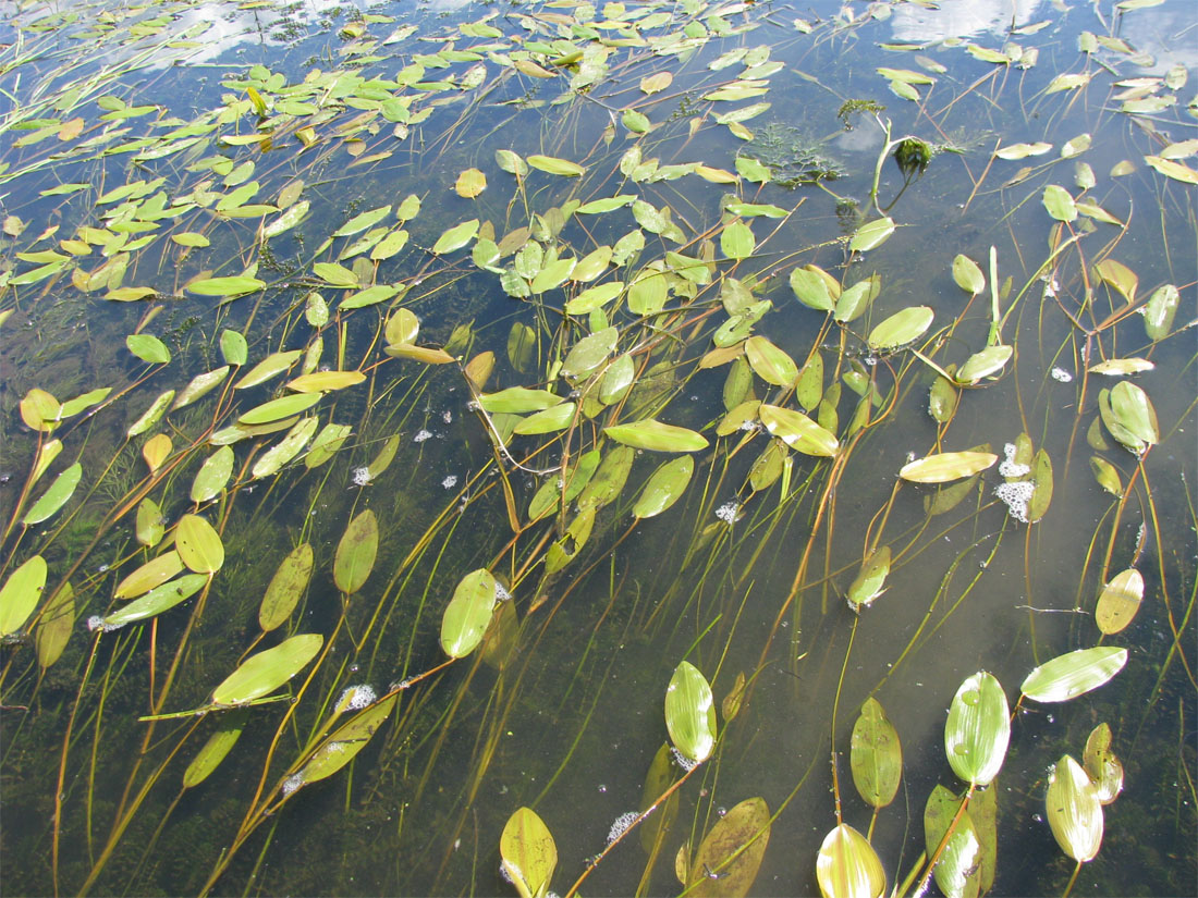 Image of Potamogeton natans specimen.