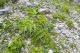 Heracleum freynianum