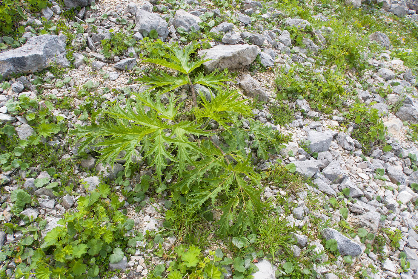 Изображение особи Heracleum freynianum.