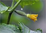 Cucumis sativus. Часть побега с цветком с завязью плода. Московская обл., Раменский р-н, окр. дер. Хрипань, садовый участок. 25.07.2023.