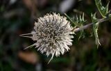 Echinops spinosissimus subspecies spinosus. Соцветие. Марокко, обл. Марракеш - Сафи, хр. Высокий Атлас, перевал Тизи-н'Тишка, ≈ 2000 м н.у.м., каменистый склон. 01.01.2023.