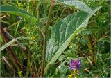 Verbascum nigrum. Лист средней части побега. Московская обл., Раменский р-н, окр. ж.-д. платформы Хрипань, просека под ЛЭП, разнотравье. 26.07.2023.