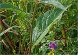 Verbascum nigrum