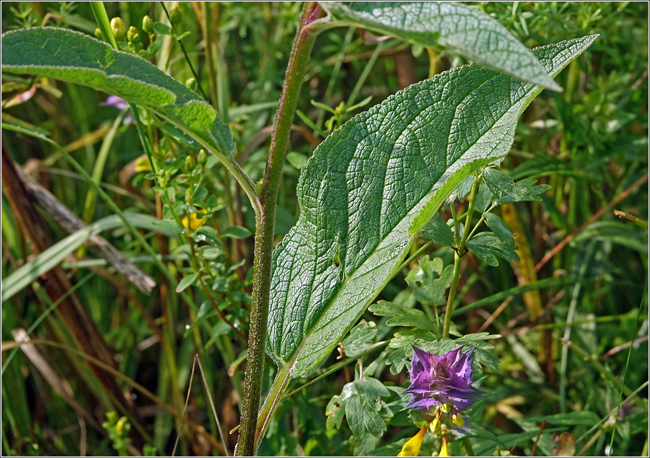 Image of Verbascum nigrum specimen.