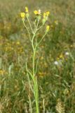 Crepis tectorum