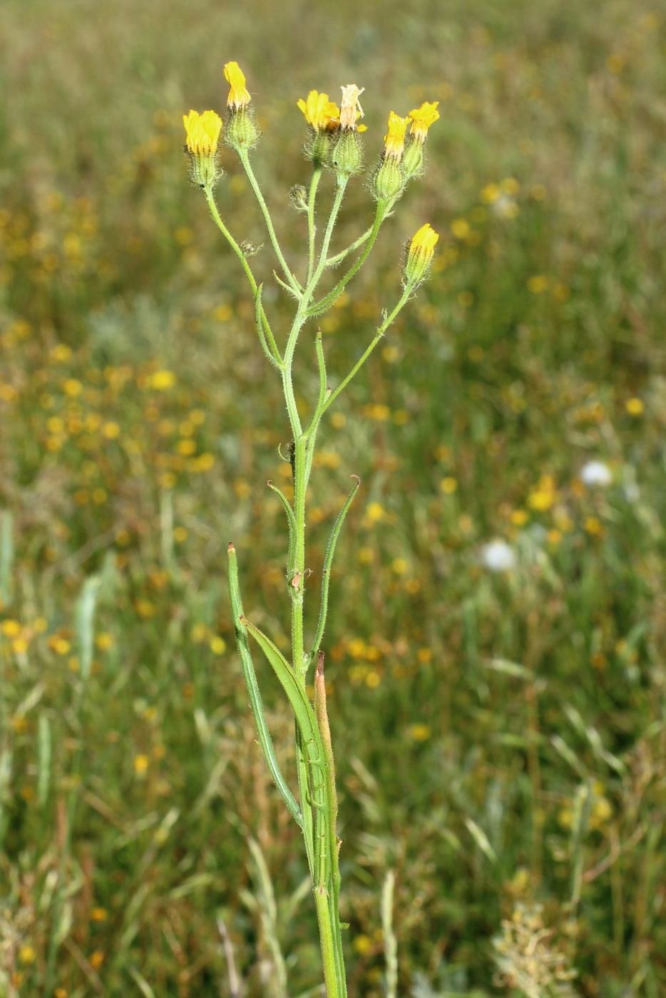 Изображение особи Crepis tectorum.