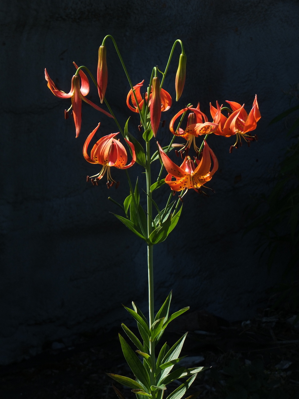 Image of Lilium michiganense specimen.
